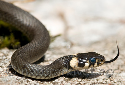 BB 11 0231 / Natrix natrix / Buorm